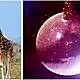 The Mechanics Of Measuring A Record-Breaking Disco Ball In Giraffes
