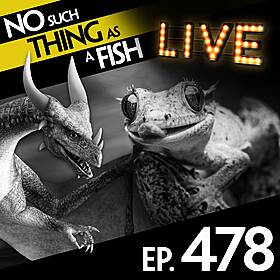 478: No Such Thing As An Award-Winning Gecko Image