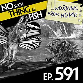 591: No Such Thing As Anti-Schmetterling Schnibbles Image