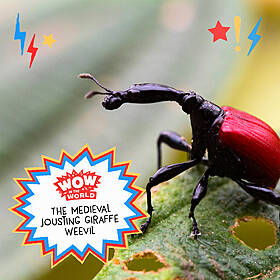 The Medieval Jousting Giraffe Weevil Image