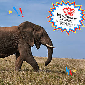 Elephant In The Room: The Surprising Science of Elephant Trunks Image