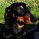 **EXCLUSIVE** Clondalkin Dog savagely Mutilated and Murdered