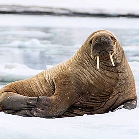 Why do walruses look so weird? Image