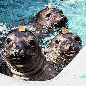 What’s a seal? What’s a sea lion? Image