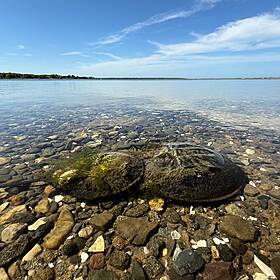 Are horseshoe crabs…crabs? Image