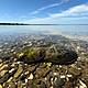 Are horseshoe crabs…crabs?