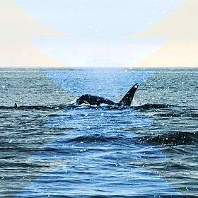 Mystery Bay Image
