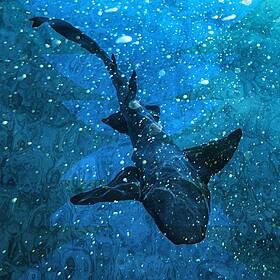The Shark Inside You Image