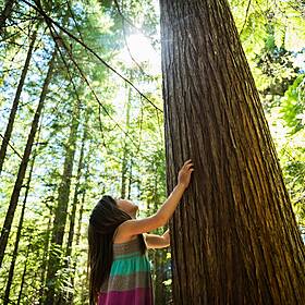 Tree, Myself and I: All about our leafy green friends Image