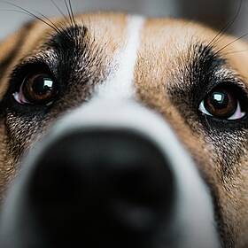 Why all dogs are good dogs | Alexandra Horowitz Image