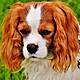 Adult: My boyfriend has bought me a dog and I don't like it