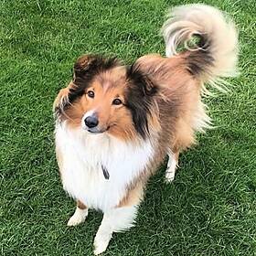 This Woman Flew Home From Australia To Search For Her Missing Dog Sadie Image