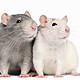Futureproof Gold: Uptown Rats, Downtown Rats