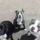 "We're Heartbroken" - Dublin Woman's 3 Pet Bull Terriers Seized By City Council