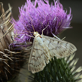 How human activity impacts animal adaptations Image