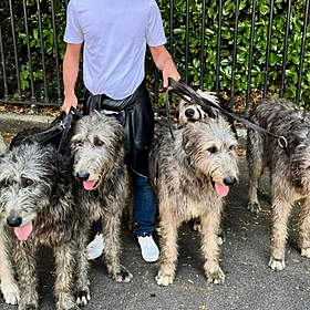 Hiring wolfhounds to walk - Henry McKean reports Image