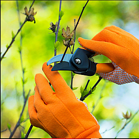 Gardening: More September gardening jobs Image