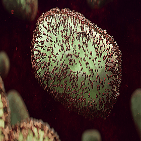 The stigma of monkeypox Image
