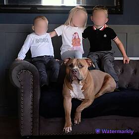 XL Bully Owner Leaves Dog Alone With His Kids...Live On Air Image