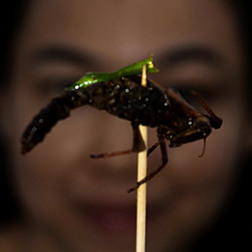 Why We Refuse to Eat Insects Image