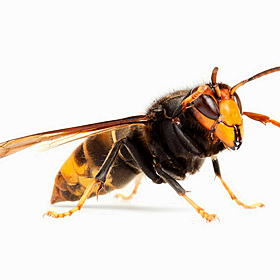 A biosecurity alert as Asian hornet captured in Ireland Image