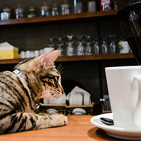 Should public dining areas be pet free zones? Image