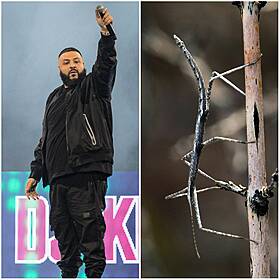 DJ Khaled's Hunt For A Second Hand Watch, And Songs About Stick Insects Image