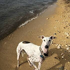 Dog Owner Leaves Us Speechless With His Admission On Air Image