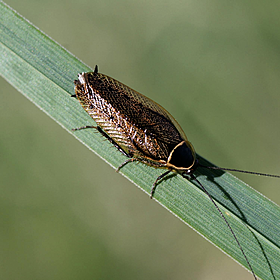 Are cockroaches a problem in Ireland? Image