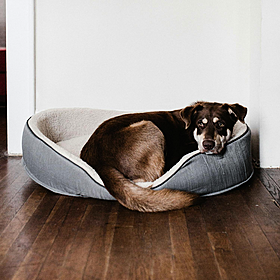 Should pets be allowed in rental properties? Image