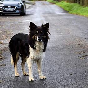 I'm Horrified That My Fella Ran Over a Dog...and DIDN'T Stop! Image