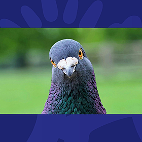 What Bird Is That? Image