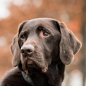 Should we prioritise having families over pets? Image