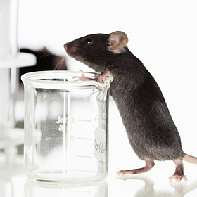 Should we ban animal testing? Image