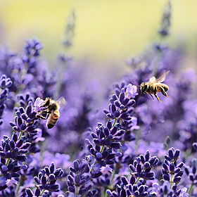 Why we should ‘tell the bees’ Image