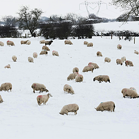 Farmers have been digging sheep out of the snow Image