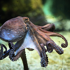 Green Scene: How octopuses fall for the rubber arm trick! Image