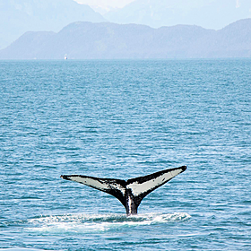 The history of whaling in Ireland Image