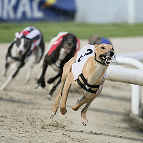 Irish greyhound racing industry 'dying on its feet' Image