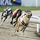 Irish greyhound racing industry 'dying on its feet'