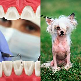 Dentist Appointments, And One Foolish Looking Dog Image