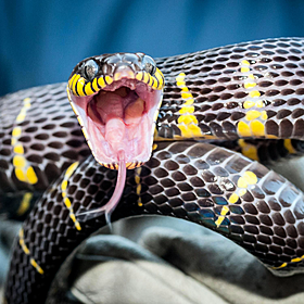 Green Scene: A new universal anti-venom for snake bite Image
