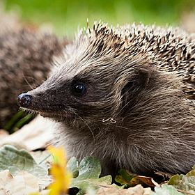 How can we help Hedgehogs get off the ‘Threatened Species list’? Image