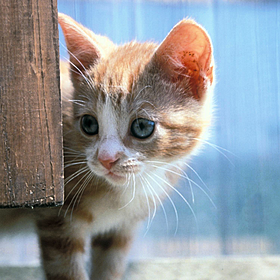 So You Think You're an Adult: Get rid of my cat or my girlfriend? Image