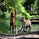 The business of dogs goes barking mad!
