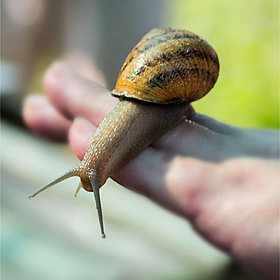 Monagahan snail farmer using snail mucin in skincare products Image