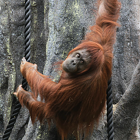 Mothers teach Dublin Zoo orangutan to breastfeed Image