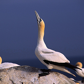 Calls for the protection of Ireland’s endangered sea birds Image