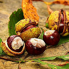 Controversy takes over the world of conkers Image
