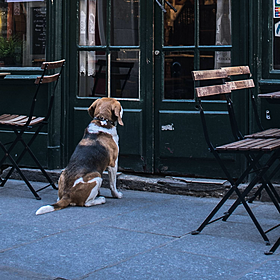 Should pets be allowed in public dining spaces? Image